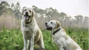 FKW3R2L4F5GKPIYFWTJPFJQJLQ