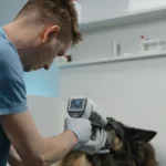 Hospital veterinario en pausa por Ley Olí