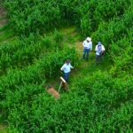 Descubre el laberinto de maíz más grande del Bajío