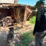 Rescatan 3 perros maltratados en La Providencia, El Marqués